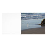 Sand Piper On The Beach