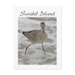 Sand Piper Sanibel Island Postcard