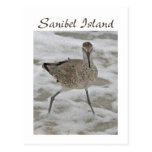 Sand Piper Sanibel Island Postcard