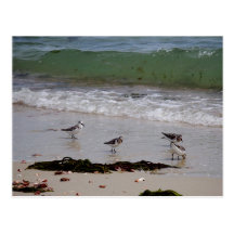 Sand pipers postcard