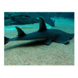 Sand Shark Postcard