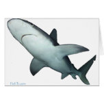 Sandbar Shark