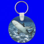 Sandbar Shark