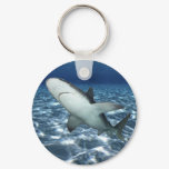 Sandbar Shark