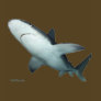 Sandbar Shark