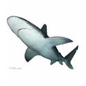 Sandbar Shark t-shirts by FishTsdotcom Sandbar Shark t-shirts