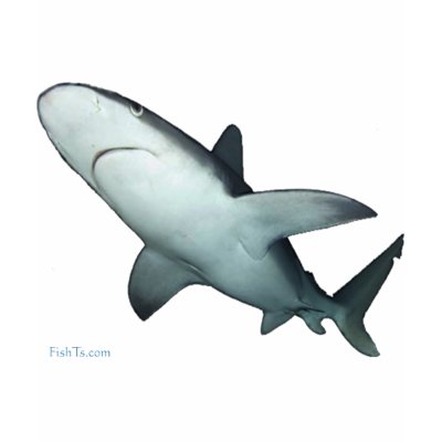 Sandbar Shark Shirt
