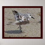 Sanderling - a Tiny Shorebird Posters