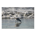 Sanderling Poster posters by Gilliand_Photo Sanderling Poster posters