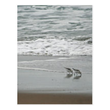 Sanderlings at Horsfall Beach, Oregon Postcards