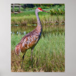 Sandhill Crane at the Pond Print