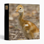 Sandhill Crane Baby Binders