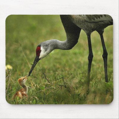 Crane With Baby