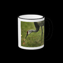 Sandhill Crane & Baby mug mugs