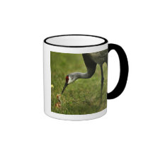 Sandhill Crane & Baby mug