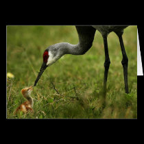 Sandhill Crane & Baby note card cards
