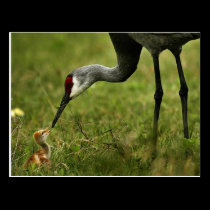 Sandhill Crane & Baby postcard postcards