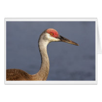 Sandhill Crane cards