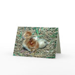 Sandhill Crane Chick Card