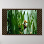 Sandhill Crane Colt in Marsh Poster