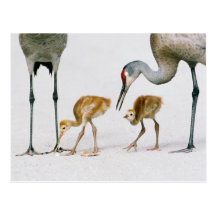 Sandhill Crane Famiy postcard