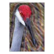 Sandhill Crane Head PIcture with colours around card