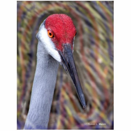 Sandhill Crane Head PIcture with colours around Photo Cutouts