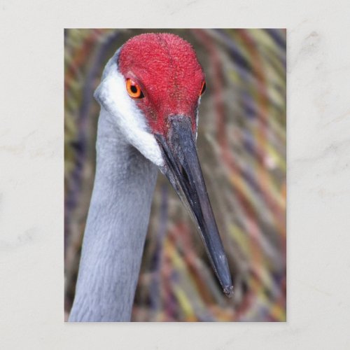 Sandhill Crane Head PIcture with colours around postcard