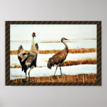 Sandhill Crane Pair Poster