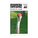 Sandhill Crane postage by davegerbil Sandhill Crane postage