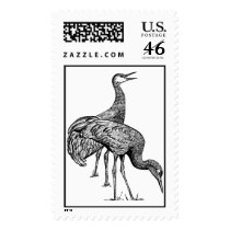 Sandhill Crane   postage