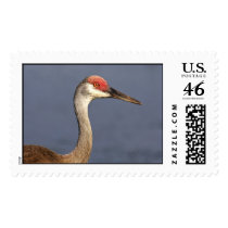 Sandhill Crane postage by wildlifezoo Sandhill Crane postage