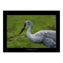 Sandhill Crane posters