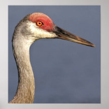 Sandhill Crane Poster