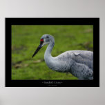 Sandhill Crane Posters
