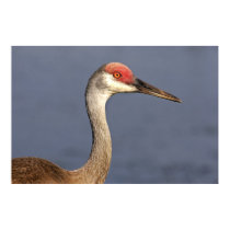 Sandhill Crane posters by wildlifezoo Sandhill Crane posters