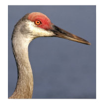Sandhill Crane posters by wildlifezoo Sandhill Crane posters