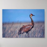 Sandhill Crane Print