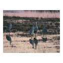 Sandhill cranes at dusk posters by jepler Sandhill cranes at dusk posters