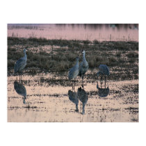 Sandhill cranes at dusk posters