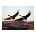 Sandhill Cranes at morning posters by jepler Sandhill Cranes at morning posters
