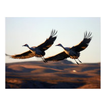 Sandhill Cranes at morning posters