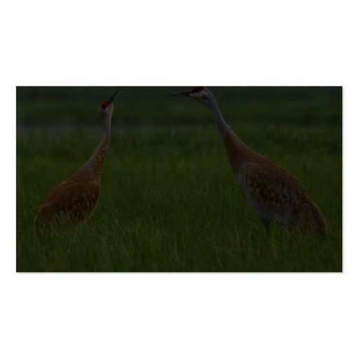 Sandhill Cranes Business Card (back side)