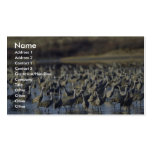 Sandhill Cranes Business Card Template