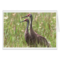 Sandhill Cranes cards
