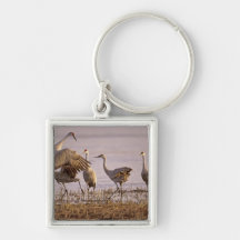 Sandhill Cranes Grus canadensis) Platte Keychains