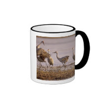 Sandhill Cranes Grus canadensis) Platte Mug