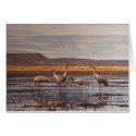 Sandhill Cranes @ Innoko National Wildlife Refuge cards