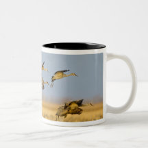 Sandhill cranes land in corn fields mug