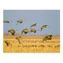 Sandhill cranes land in corn fields postcard